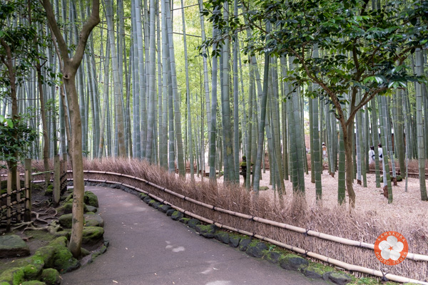 Temple de Hokoku-ji à Kamakura